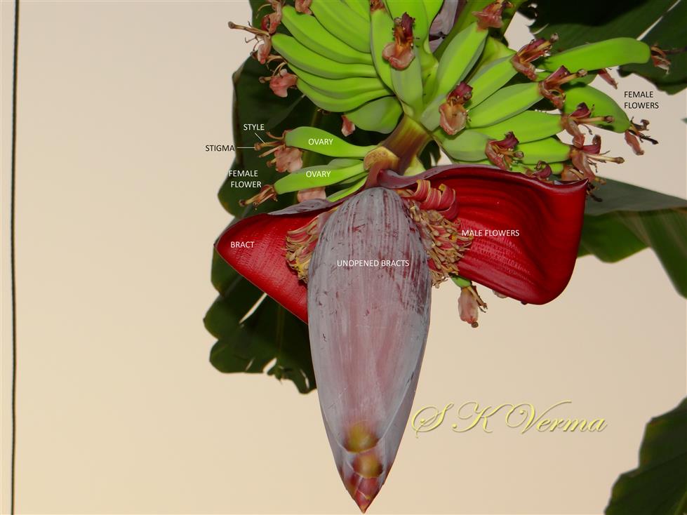  Inflorescence with Male and Female flowers